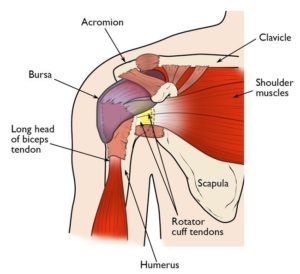 Shoulder Impingement anatomy